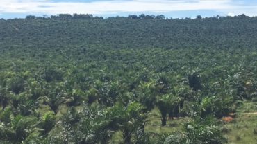 Palm oil plantations Uganda