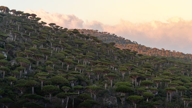 Trees on Socotra island, Yemen. Photo by Andrew Svk on Unsplash